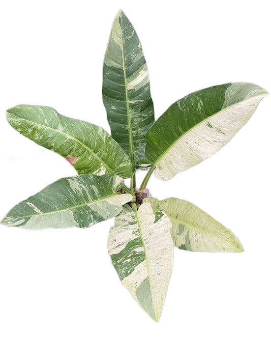 philodendron orlando variegated