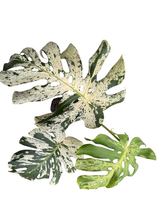 Monstera deliciosa vietciosa (Rare Item)