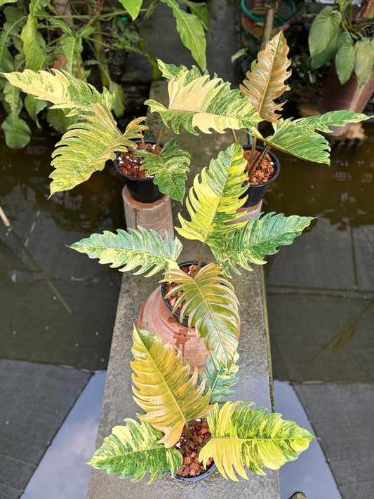 Philodendron Caramel Marble Variegated Wholesale Set of 5 Plants