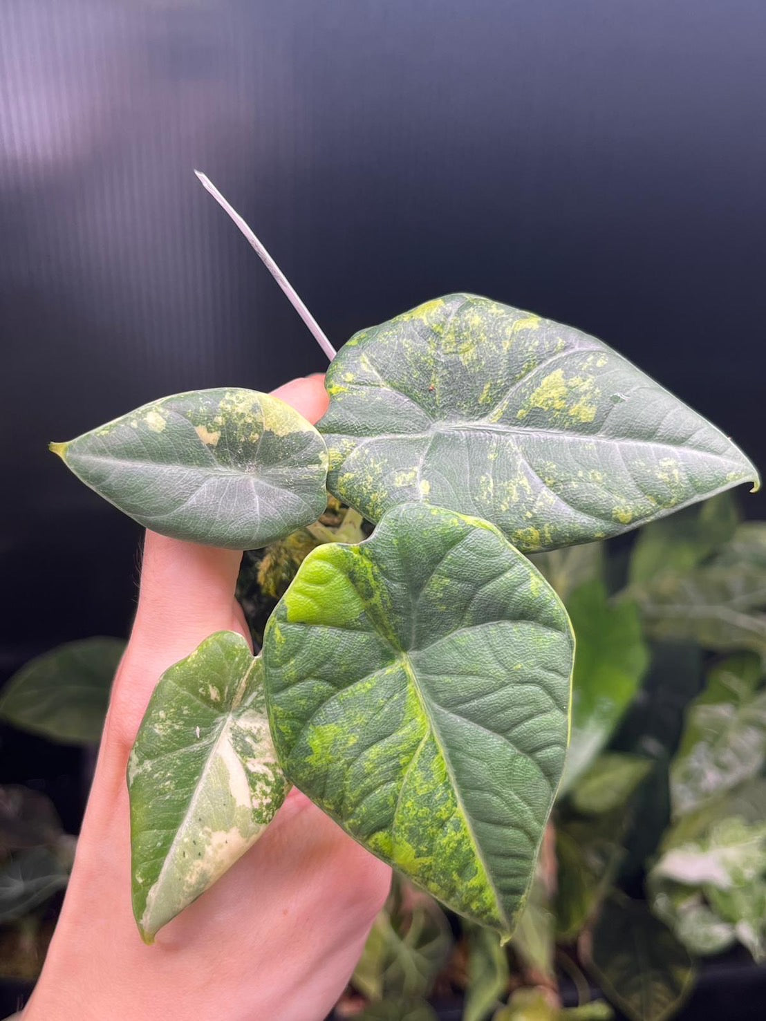 Alocasia Maharani Gold Variegated – Lucky Plants Thailand