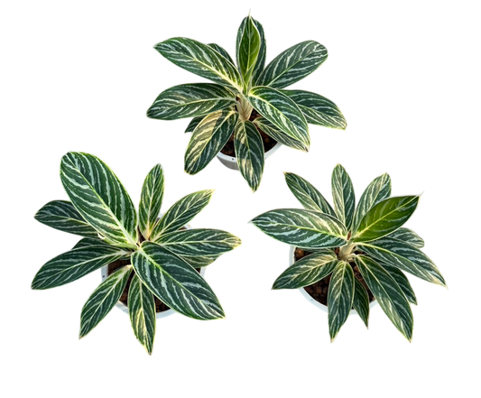 Aglaonema Green hybrid (big size)-Set of 5plants