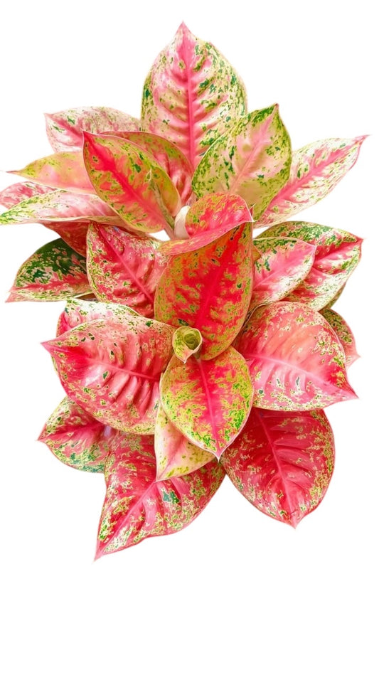 Bundle of 5 Plants Aglaonema “Mahasettee”