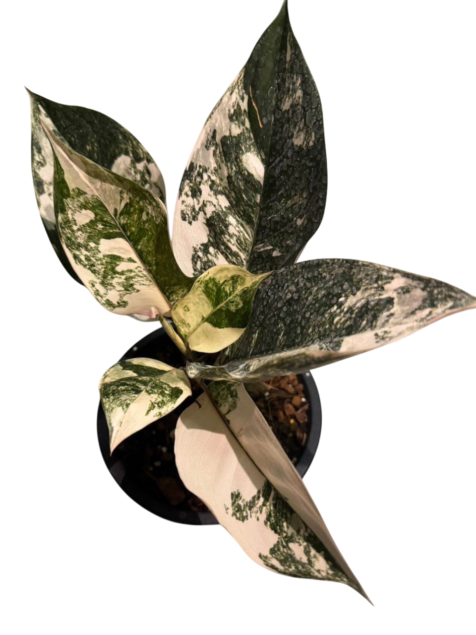 Aglaonema Siam Jade (Set of 5 Plants)
