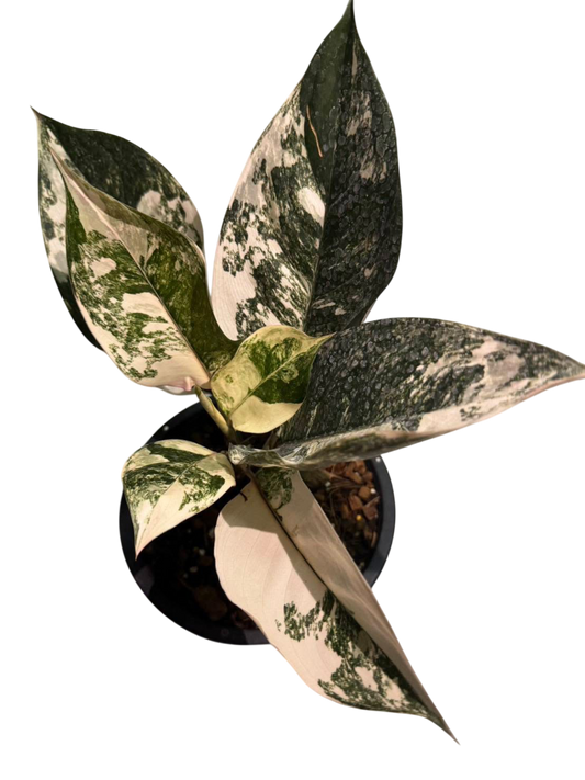 Aglaonema Siam Jade (Set of 5 Plants)