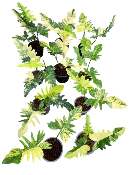 Philodendron Florida Beauty x Mayoi Variegated Set of 10 Plants