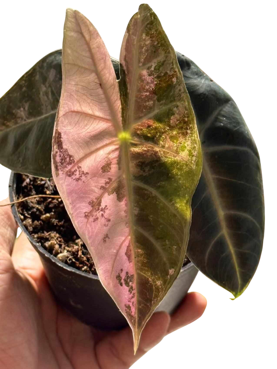 Alocasia Nairobi Night Albo