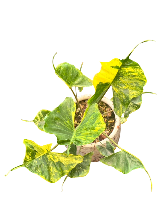 Alocasia stingray aurea variegated