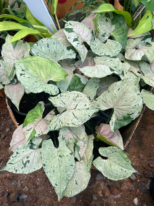 Syngonium green splash set 10 plants