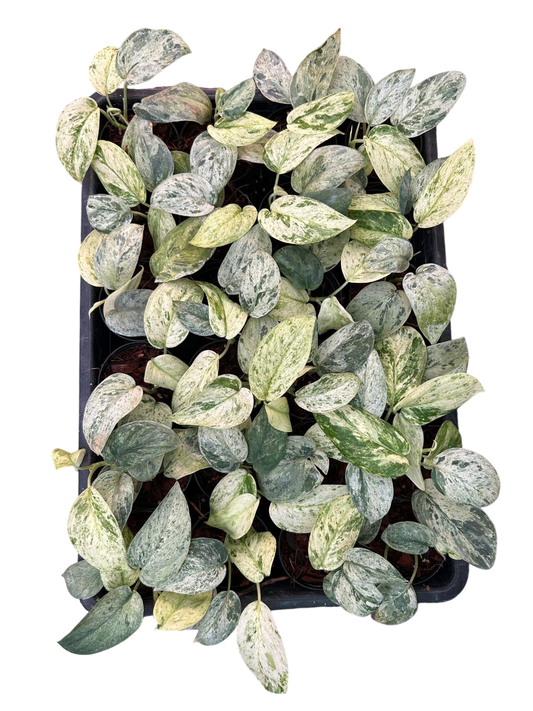 Scindapsus Jade Satin Marble Variegated - Set of 10 Plants