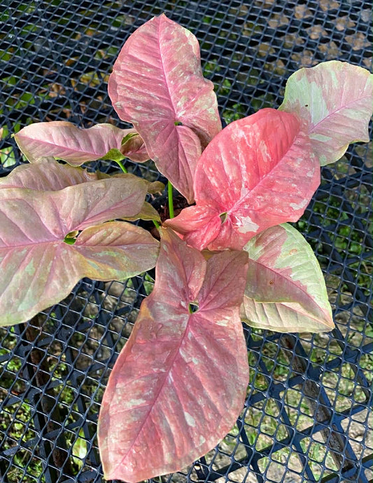 Syngonium Pink aura - Set of 10 plants