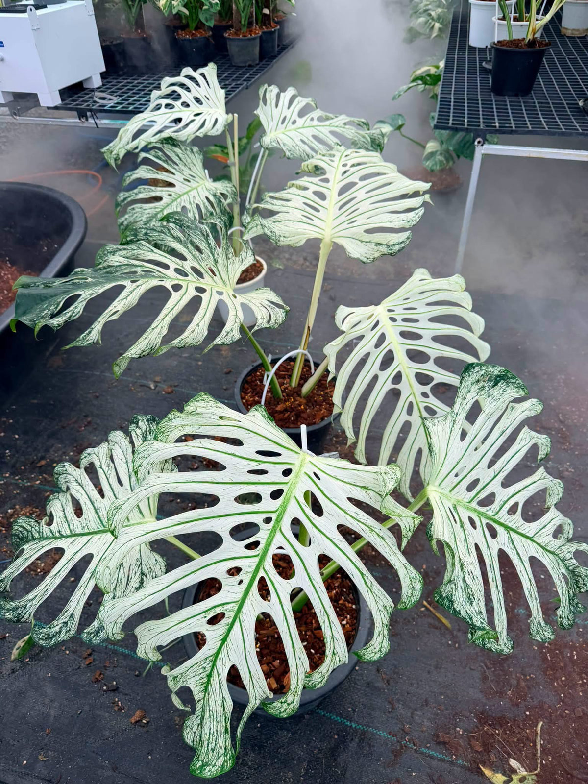 Monstera deliciosa ‘Devil Monster’ — Well-Rooted 3-Big Leaf Top Cut (Large Size)