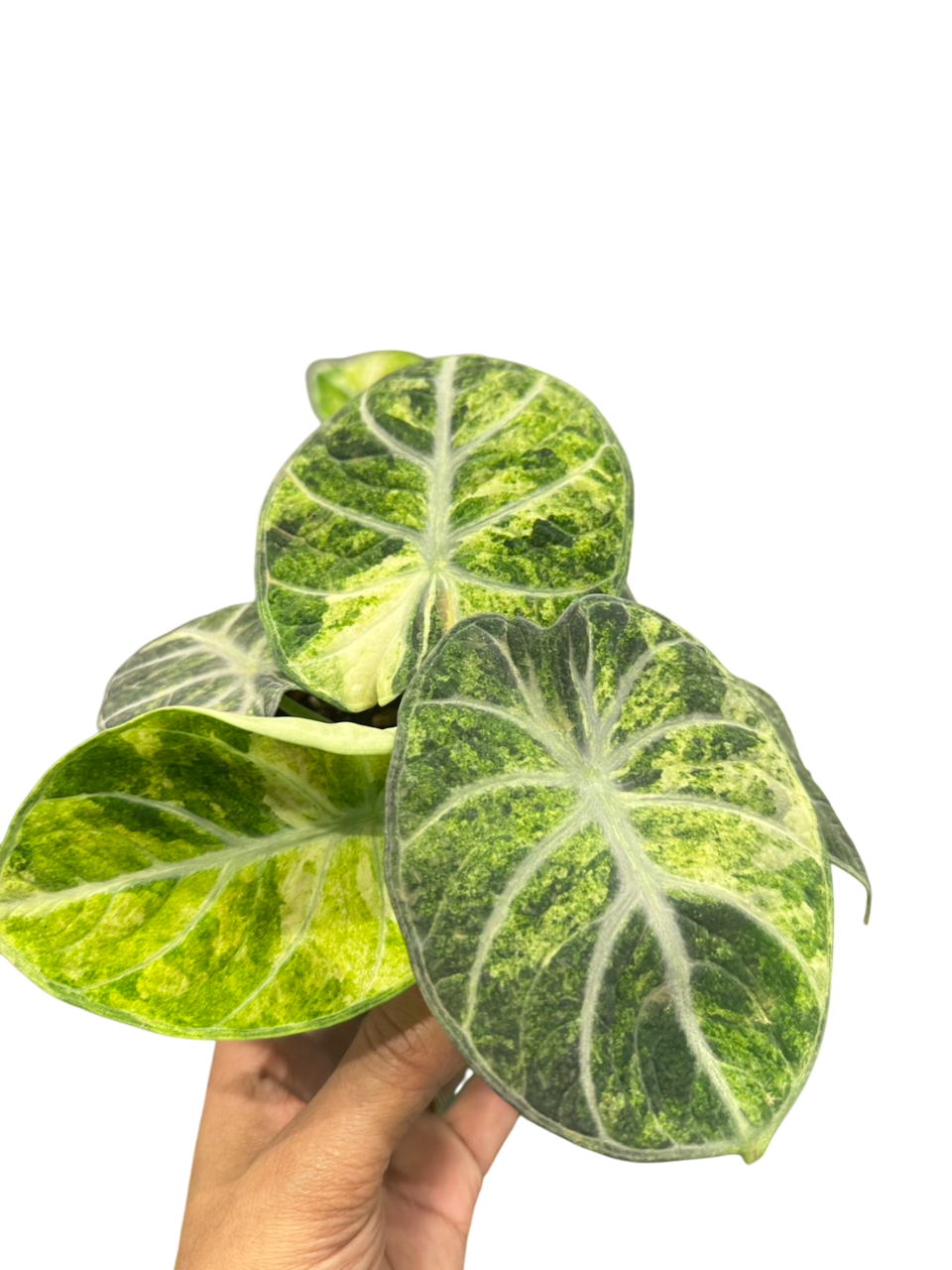 Alocasia ninja splash – Lucky Plants Thailand