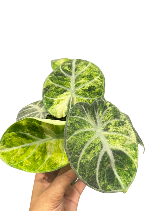 Alocasia ninja splash