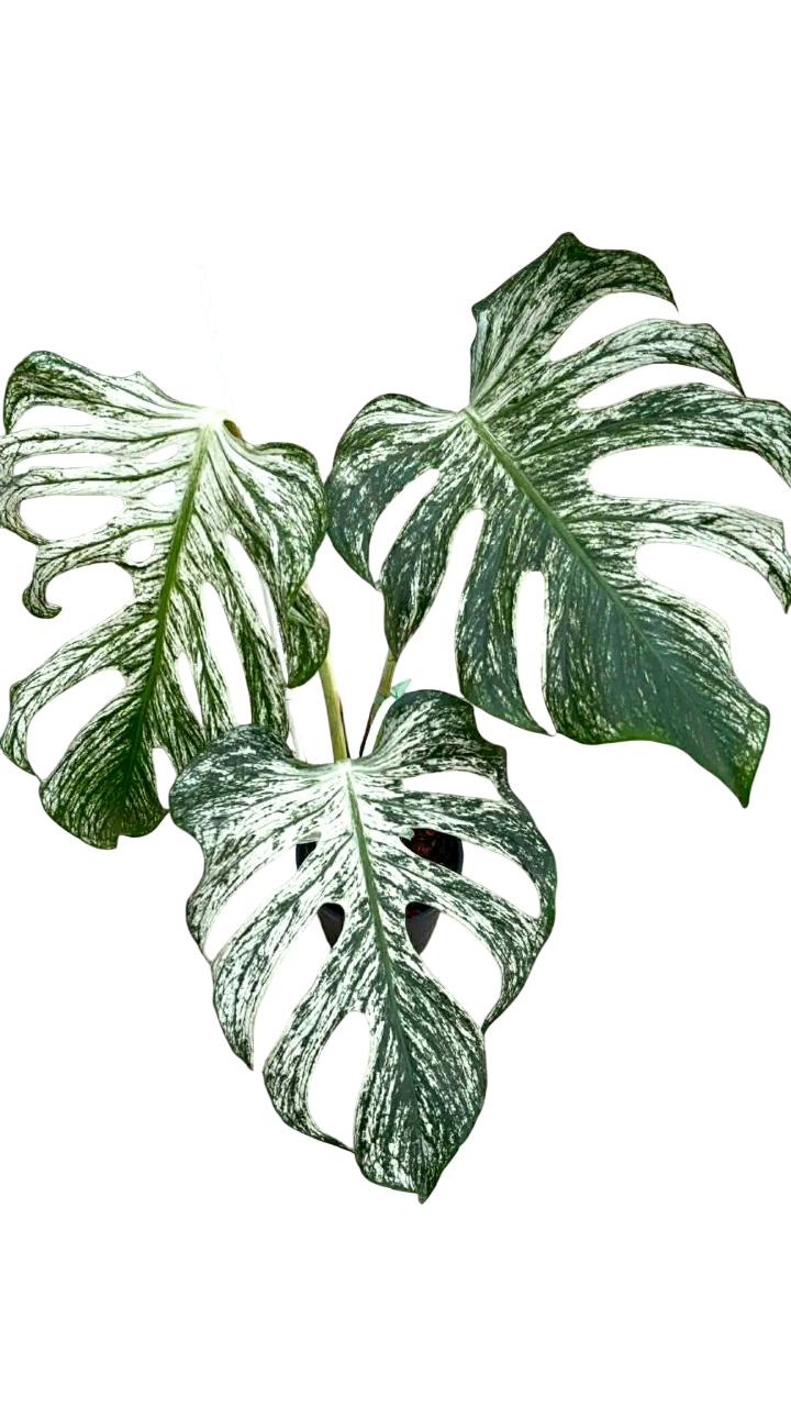 Monstera devil monster – Lucky Plants Thailand