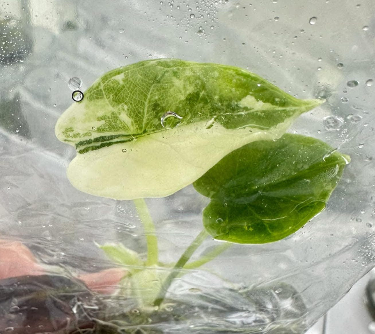 Alocasia Dragon Scale Albo Variegated – Tissue Culture (Set of 10)