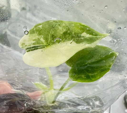 Alocasia Dragon Scale Albo Variegated – Tissue Culture (Set of 10)