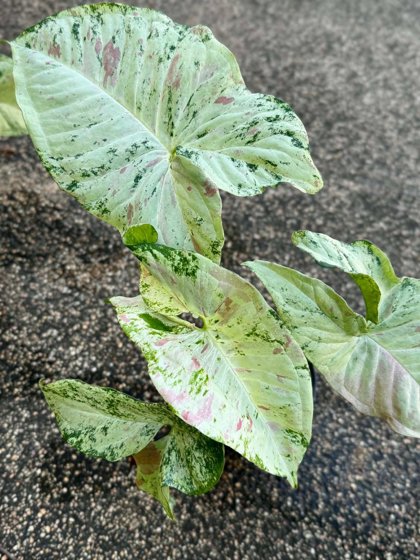 Syngonium Milk  Tricolor marble -Set of 10 plants