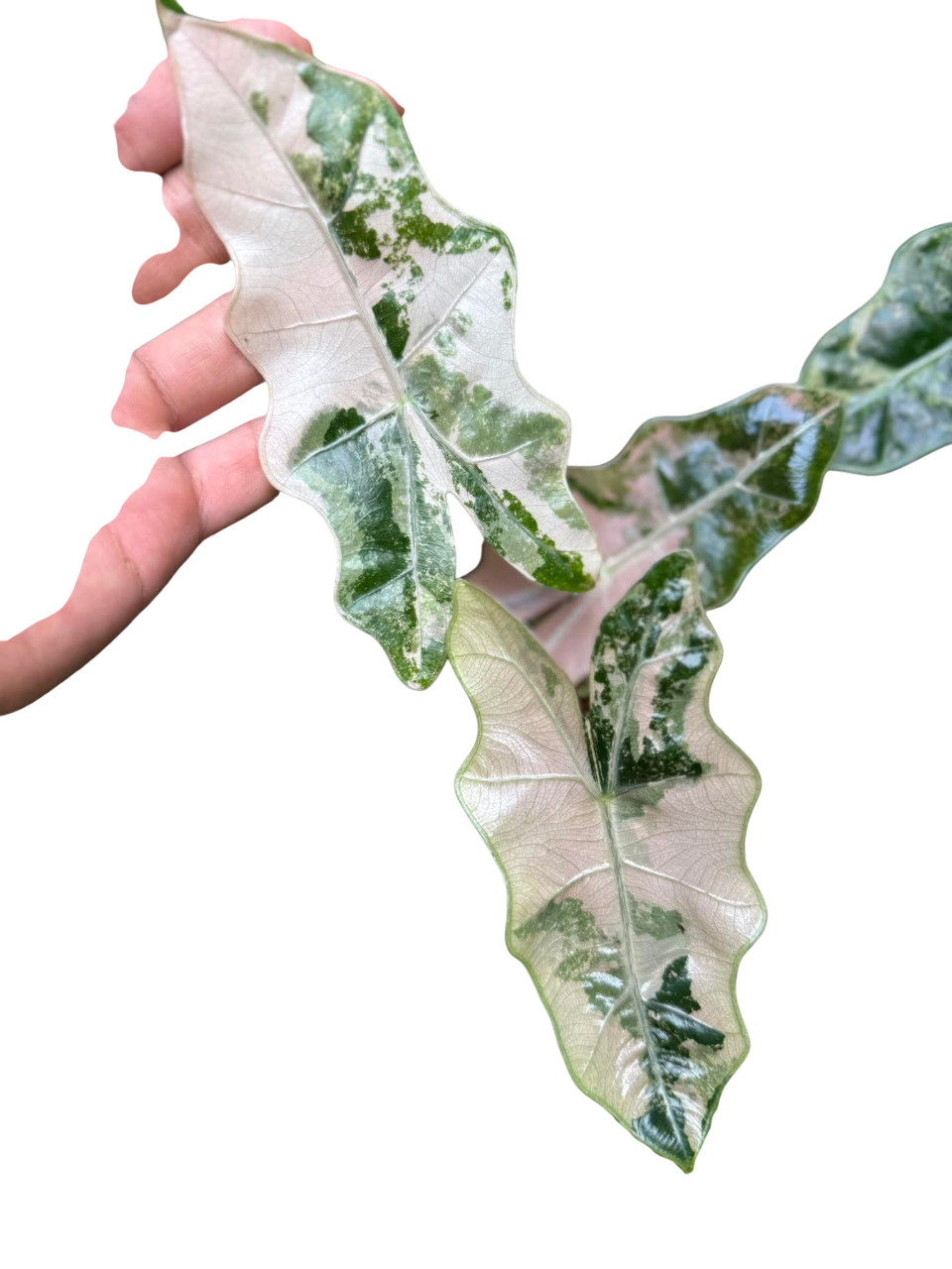 Alocasia Pseudo Sanderiana Albo-Pink Variegated
