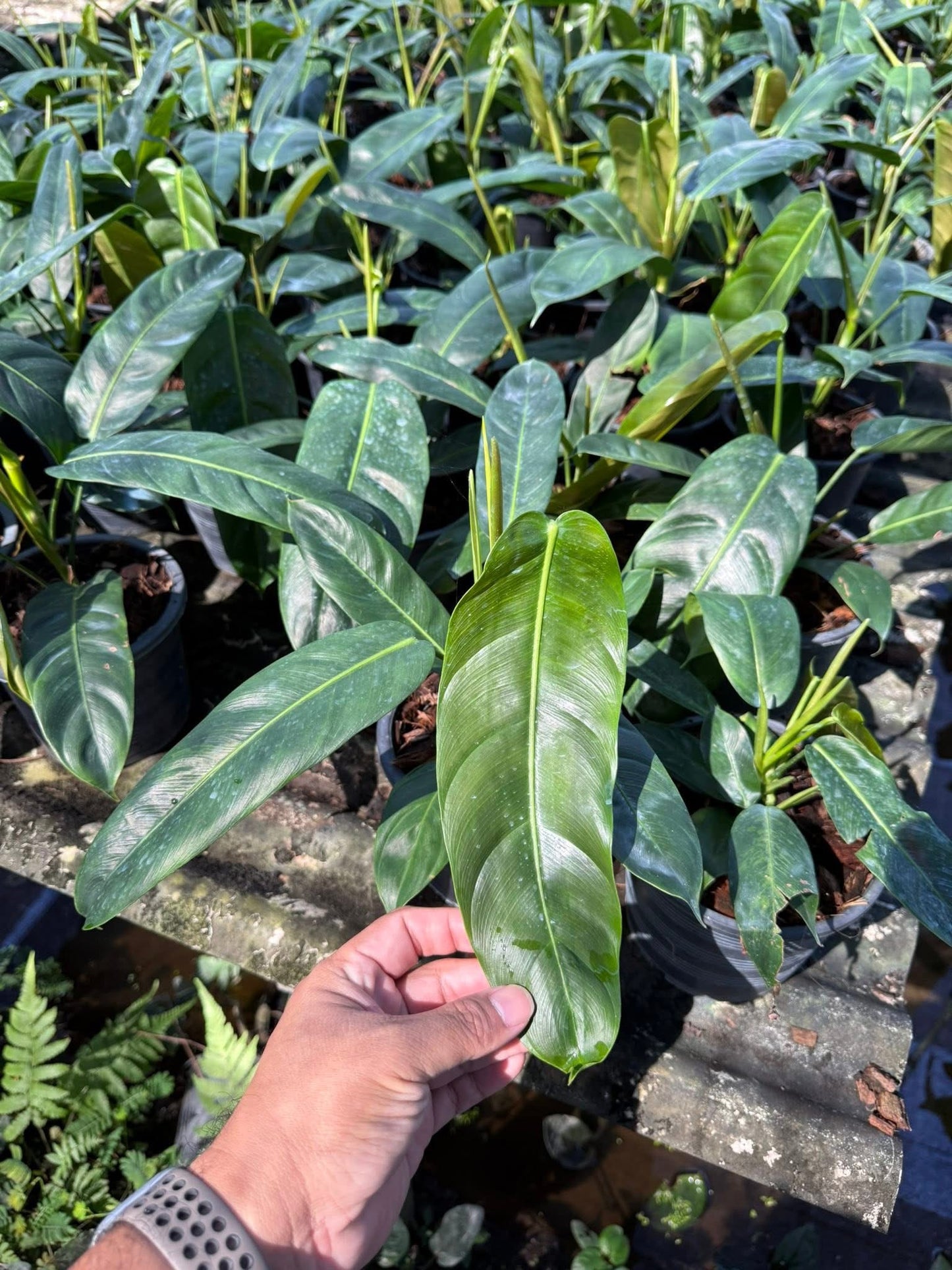 Philodendron Patriciae-Set of 10 plants
