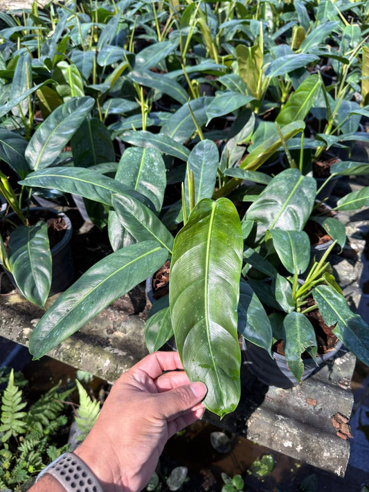 Philodendron Patriciae-Set of 10 plants