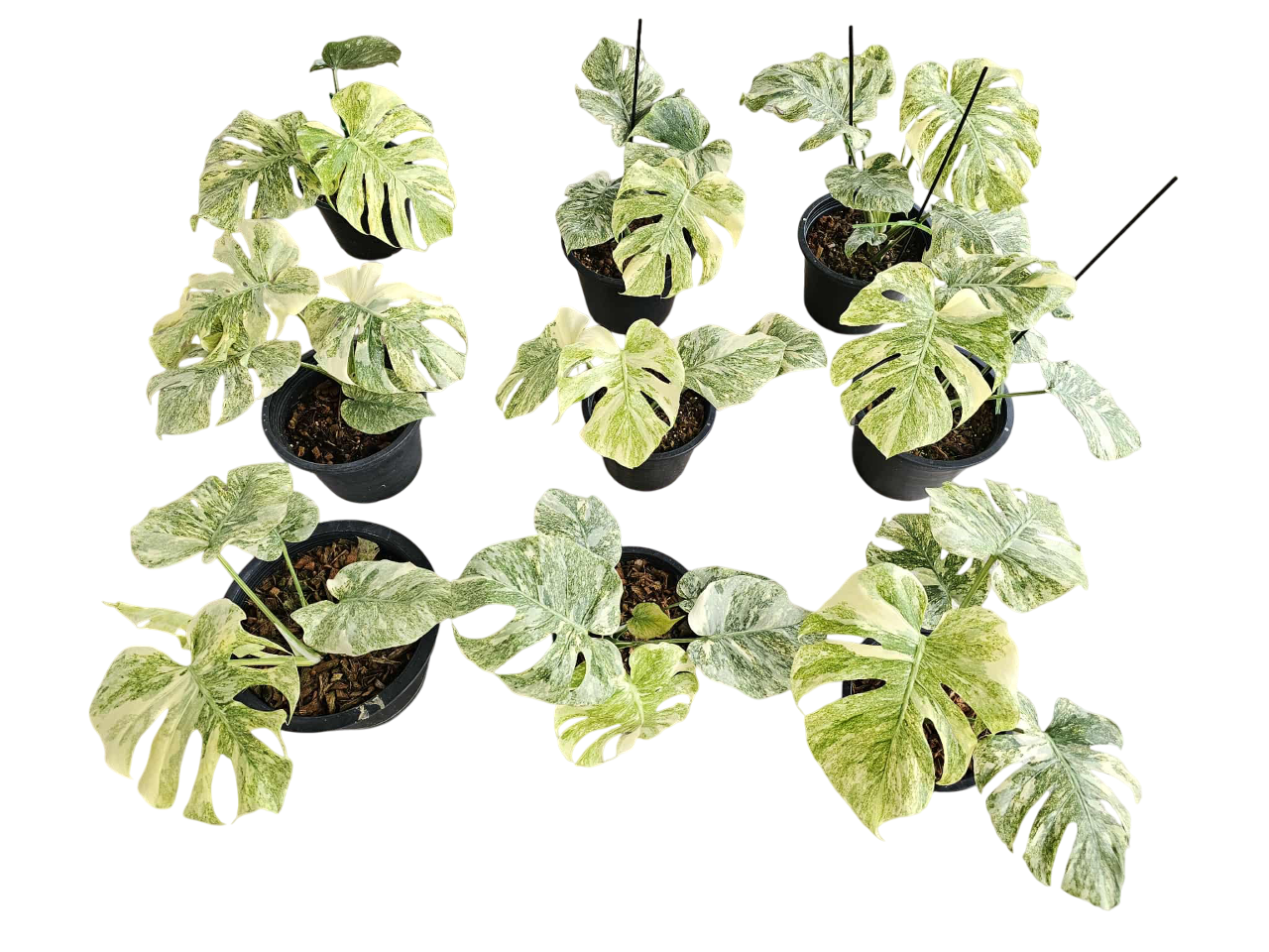 Monstera Thai Constellation Legacy