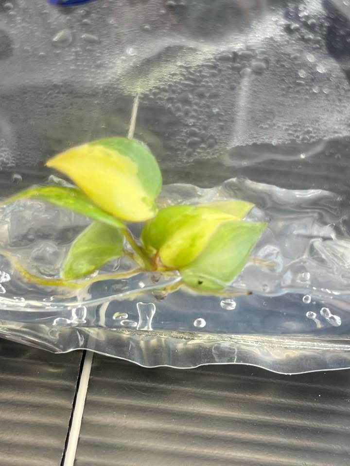 Philodendron Billietiae Variegated – Tissue Culture (Wholesale) | Set of 10 Plants