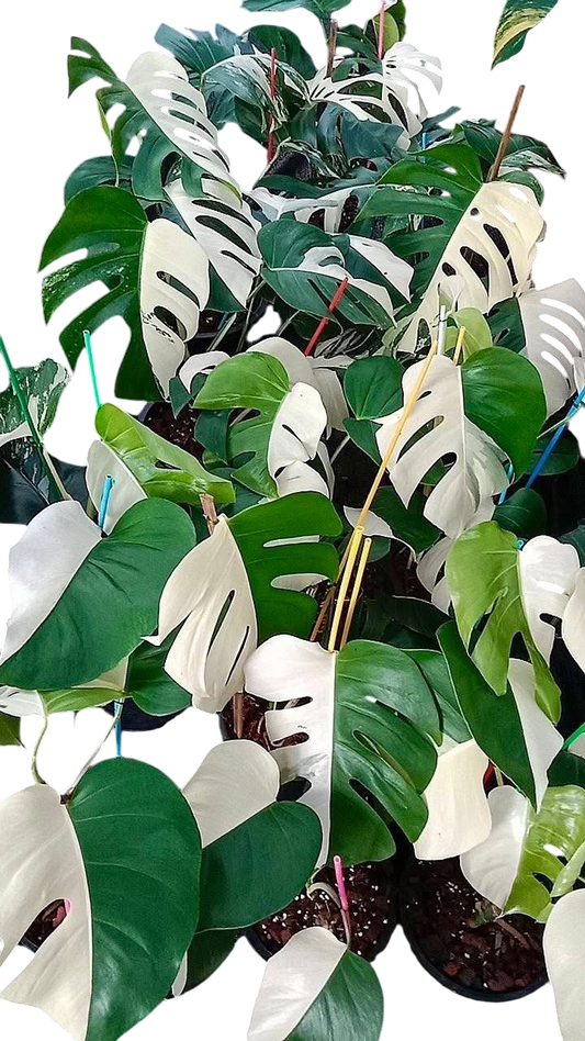 Monstera Borsigiana Albo half moon Variegated(medium ) - Set of 10 Plants