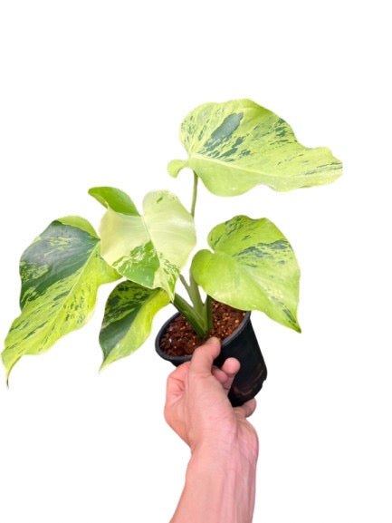Monstera Deliciosa “Light Lime”