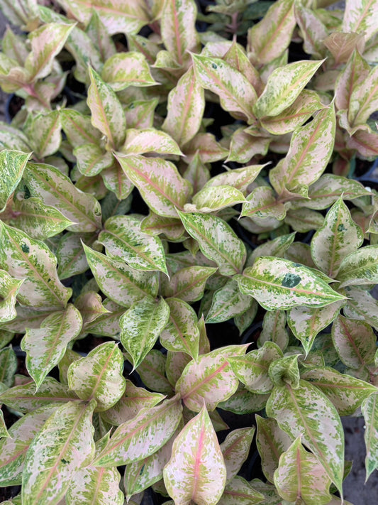 Aglaonema Yellow Prakaiphet mutation with babies.set of 10 plants