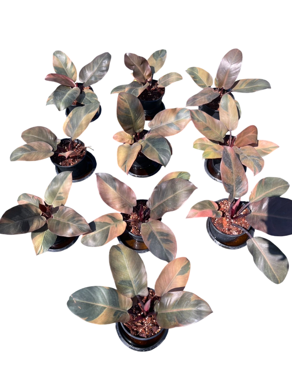 Philodendron Black Cardinal Variegated - Set of 10 plants (No.2)