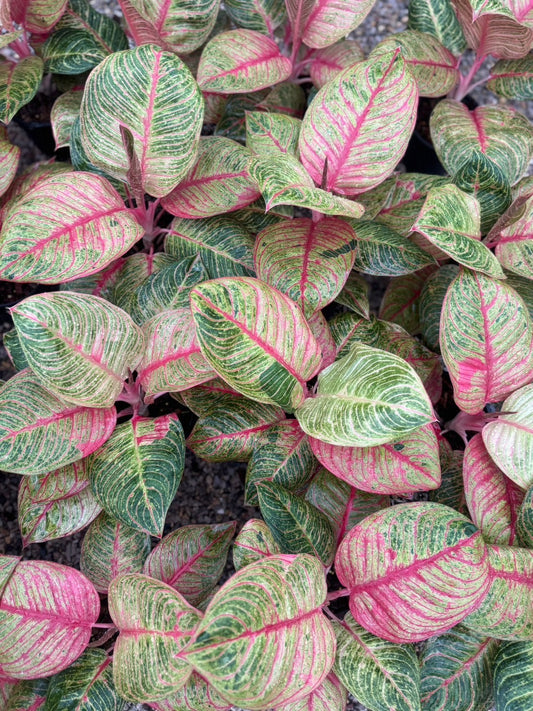 Aglaonema  Huges.Set of 5plants