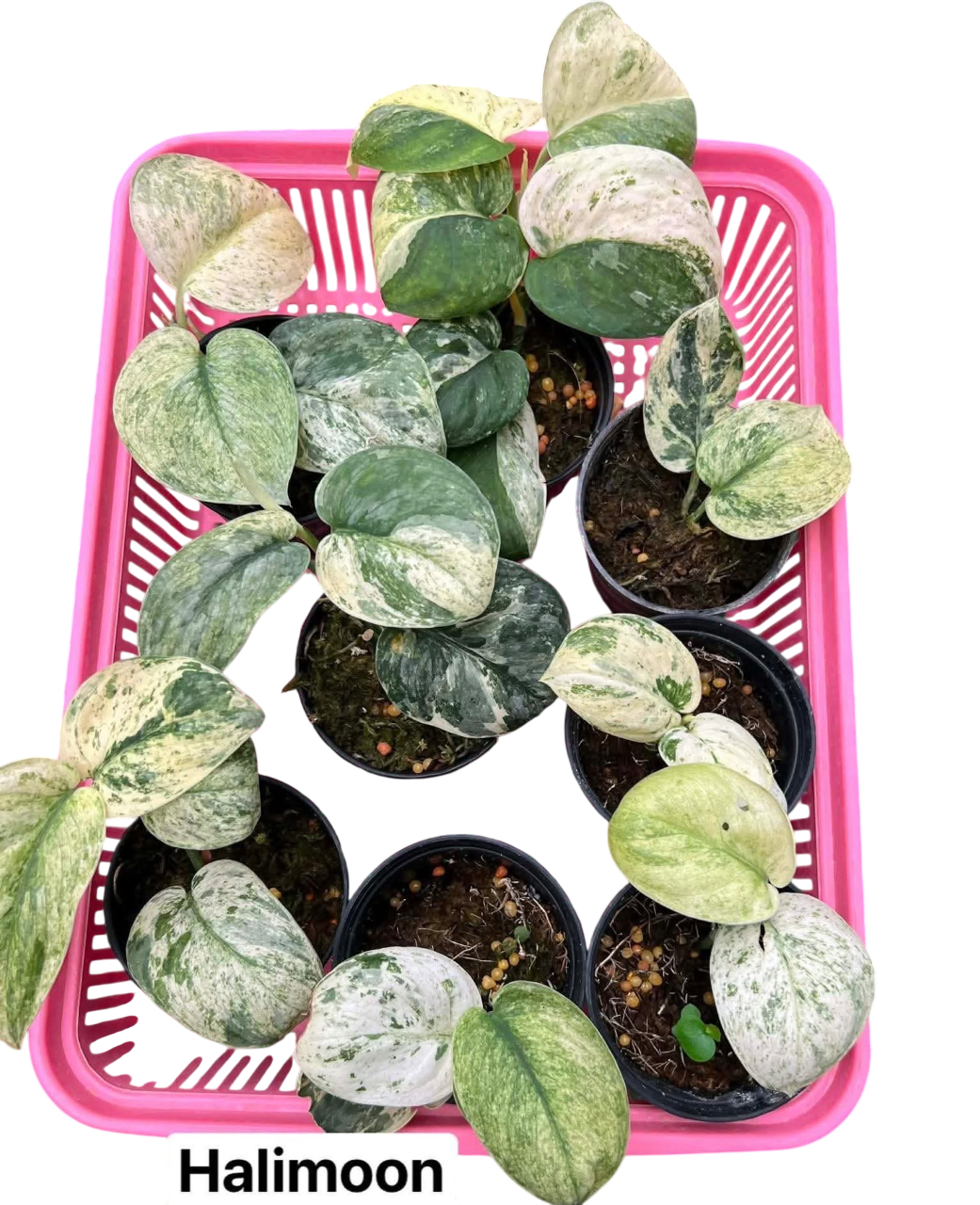 Scindapsus halimoon varigated-Set of 5 plants