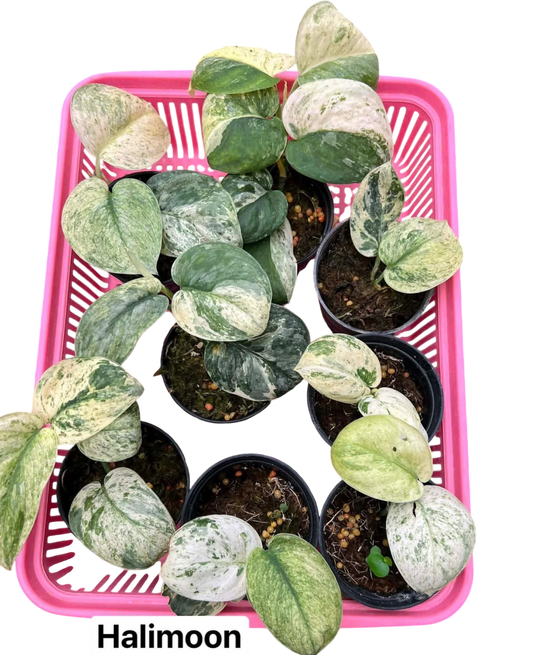 Scindapsus halimoon varigated-Set of 5 plants