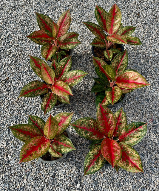 Aglaonema Red emperor(1plant)