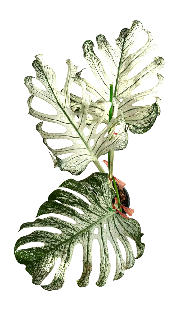 Monstera devil monster – Lucky Plants Thailand