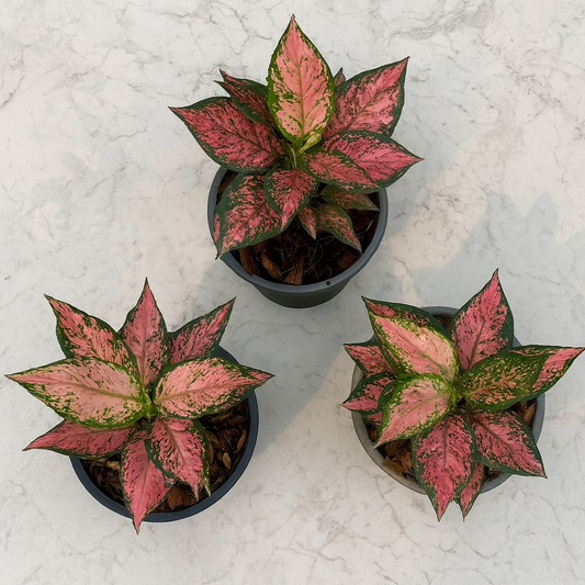 Aglaonema Pink Maroon(1plant)