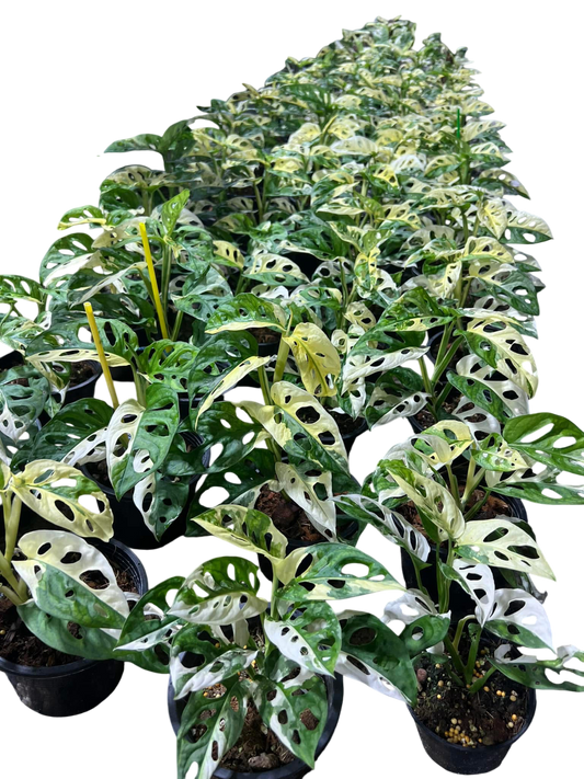 Monstera Adansonii Albo Variegated Set of 5 plants