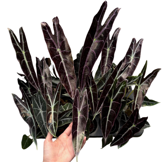 Alocasia Longiloba Purple (Black Cobra) Wholesale Set of 5 Plants