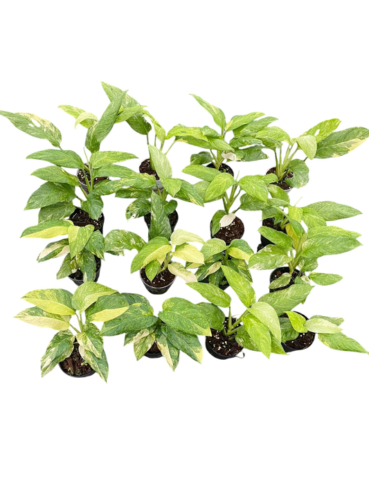 Monstera Obliqua ‘Mayuna’ Variegated – Set of 10