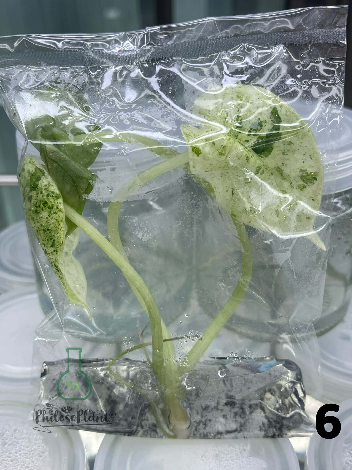 Alocasia Dragon Scale Mint – Tissue Culture (Set of 30)