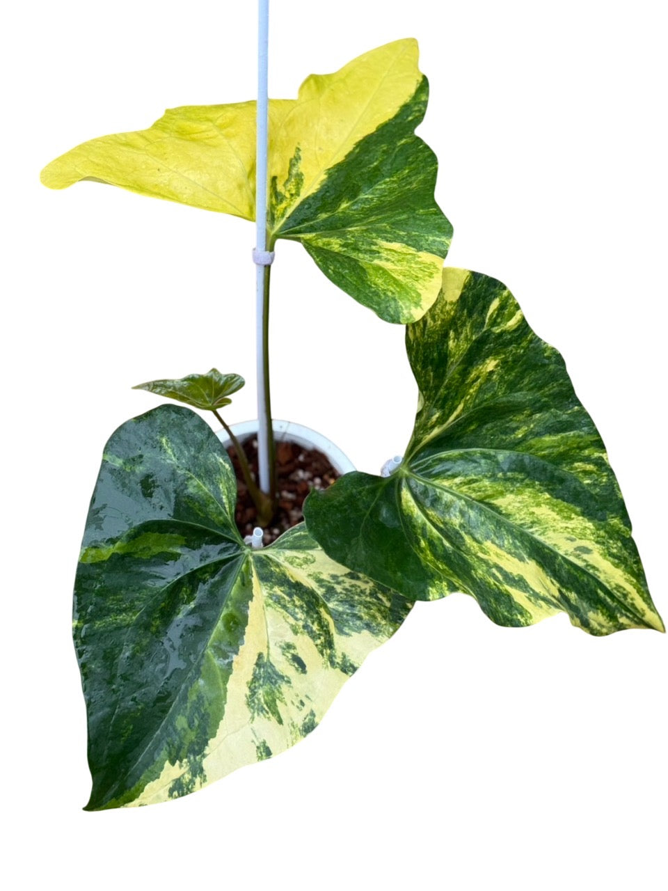 Anthurium Pterodactyl var. – Lucky Plants Thailand