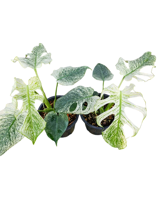 Monstera deliciosa “Devil Monstera” Variegated – Rare Top Cut (Exact Plant Shown)