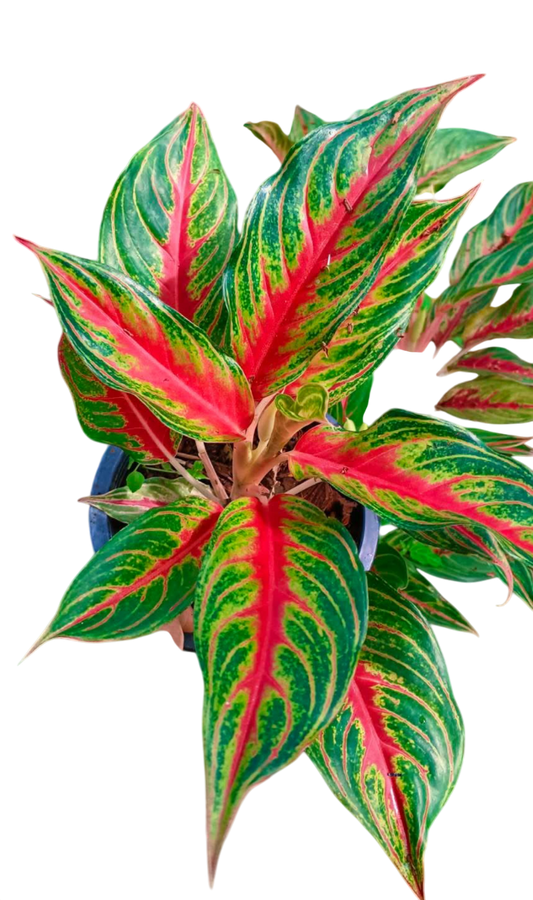 Aglaonema “Red Panama” Wholesale Set of 10 Plants