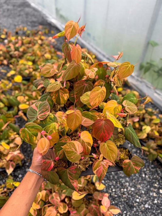 Philodendron Micans Variegated Set of 10 plants