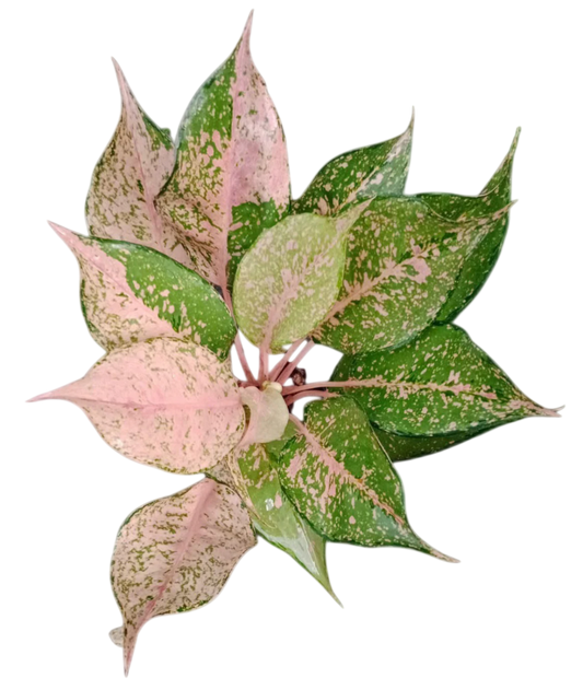Aglaonema “Catherine” – Set of 10 Plants