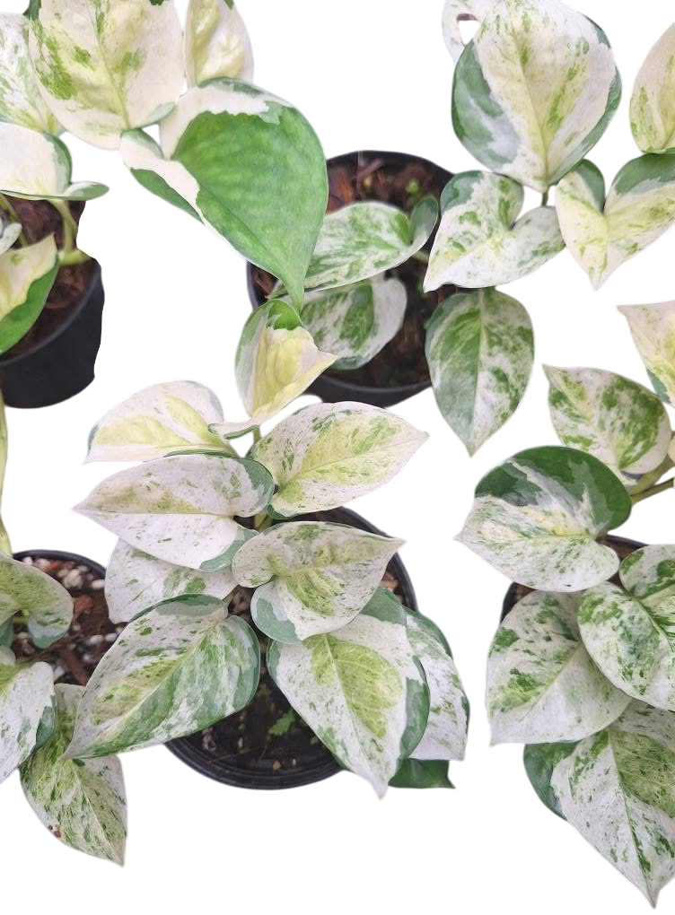 Epipremnum Pothos Global Japan variegated - Set of 10 Plants
