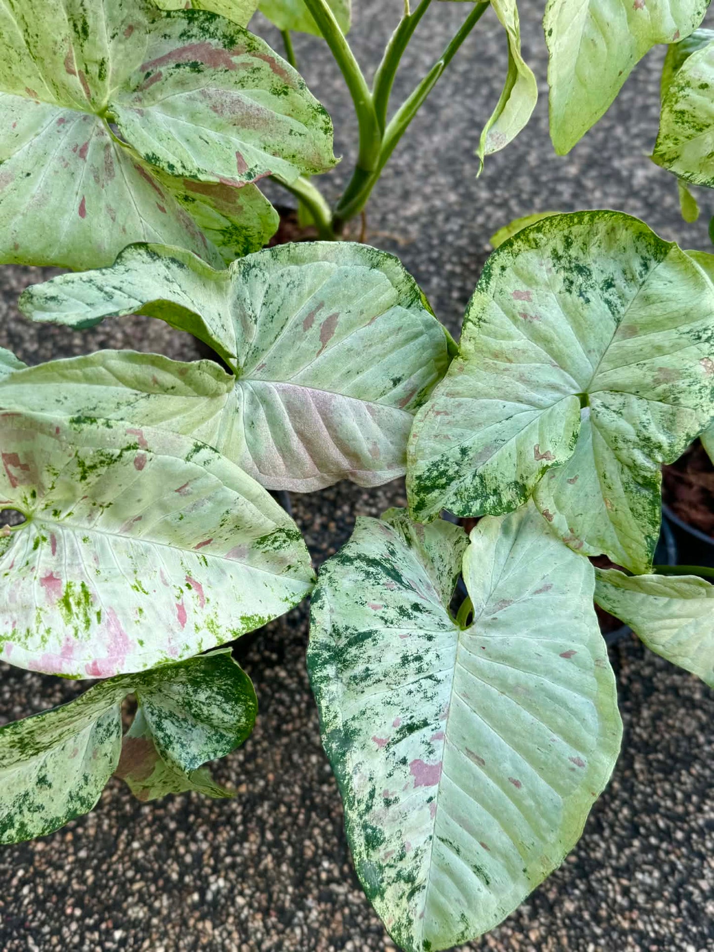 Syngonium Milk  Tricolor marble -Set of 10 plants