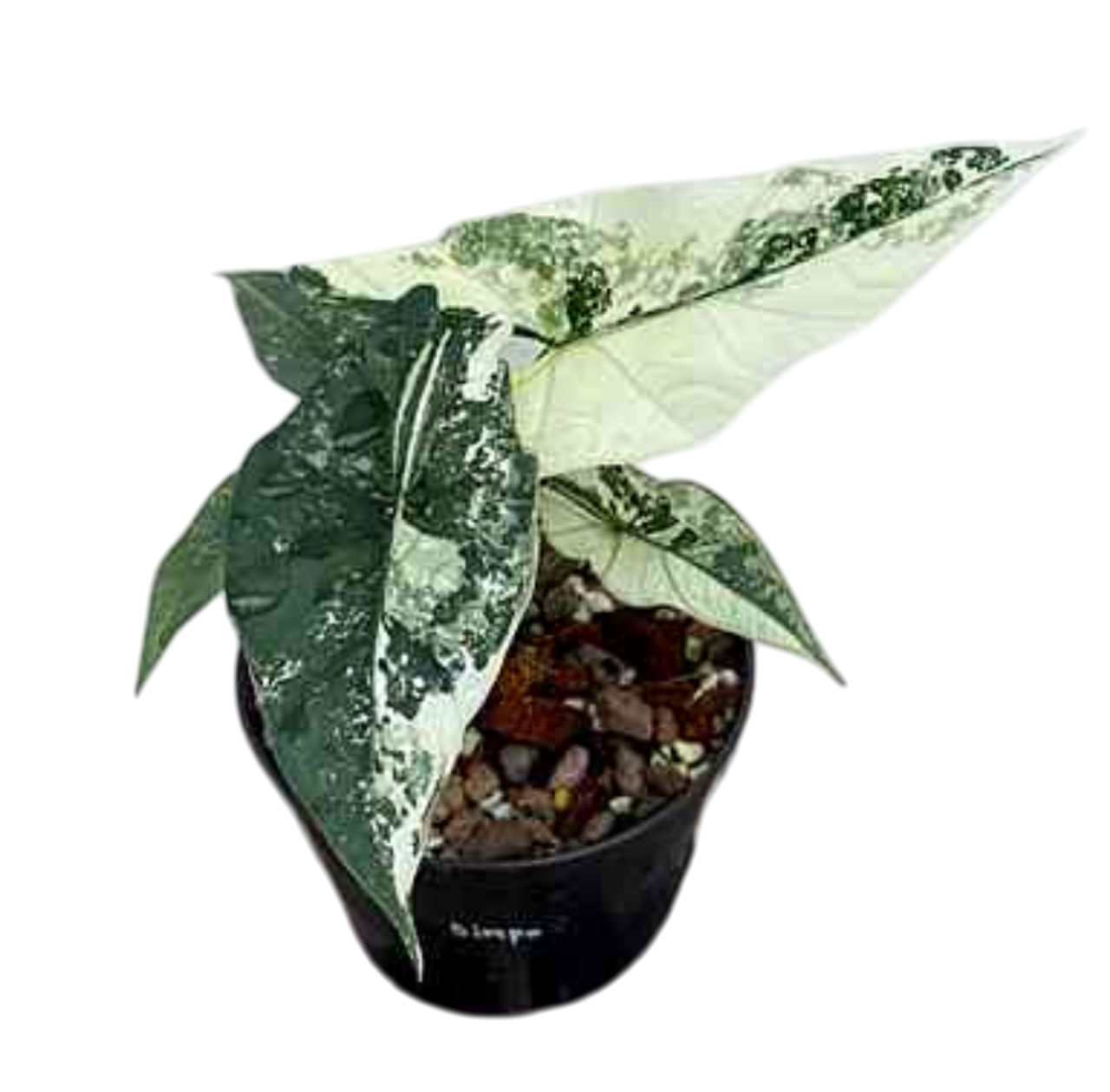Alocasia Simpo Variegated