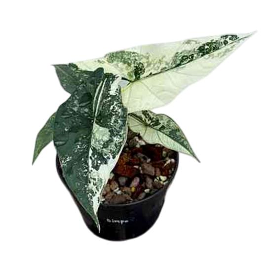 Alocasia Simpo Variegated