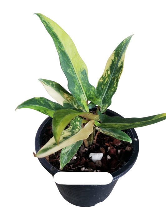 Alocasia Lauterbachiana “Aurea” Variegated